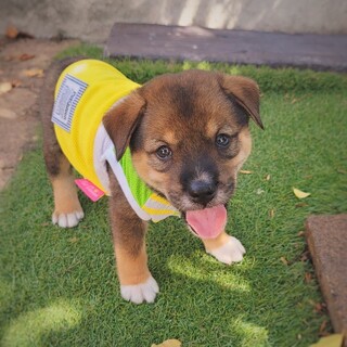 保健所生まれの子犬　なのすけくん　2ヶ月