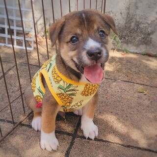 【相談中】保健所生まれの子犬　なのとくん