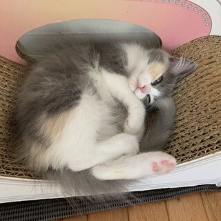 おっとり癒し系のモフモフちゃん