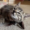 【募集一時停止】　　　保護子猫ちゃんの里親募集