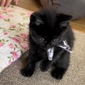 保護子猫ちゃんの里親募集