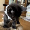 保護子猫ちゃんの里親募集 サムネイル2