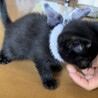 保護子猫ちゃんの里親募集 サムネイル3