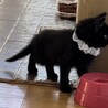 保護子猫ちゃんの里親募集 サムネイル4