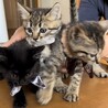 保護子猫ちゃんの里親募集 サムネイル5