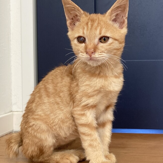 えみをのカバー写真