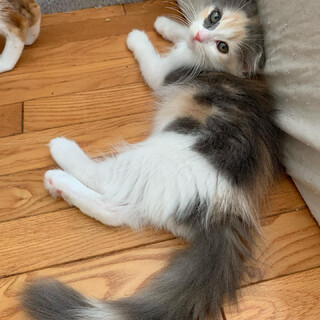 ふわふわモフモフのパステル三毛ちゃん