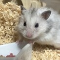 長毛ハムスター