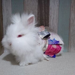 血統書付　ライオンヘッド