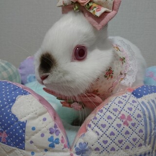 血統書付　ネザーランド