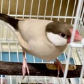 シナモン文鳥1歳