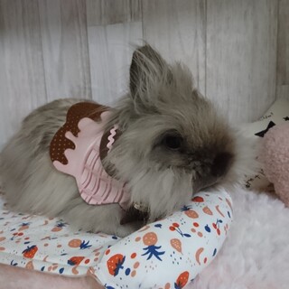 血統書付　ライオンヘッド