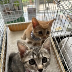 第179回　にゃん☆ぴーす猫譲渡会