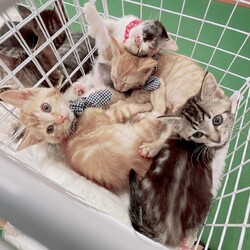 第179回　にゃん☆ぴーす猫譲渡会 サムネイル2