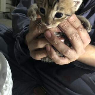 ３週齢〜1ヶ月齢程度の子猫たちの里親さん募集