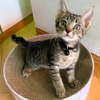 稲妻⚡️しっぽ最高⭐︎キジトラ女子あさり