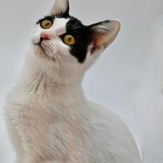 ハチワレのアサツキちゃん！