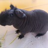 スキニーギニアピッグ サムネイル2