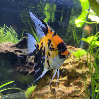 エンゼルフィッシュには新しい水槽が必要