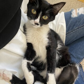 人懐っこいハチワレちゃん♡