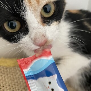 美猫の三毛猫ちゃん♡