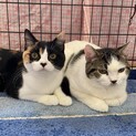 ブリ✖️スコの兄妹ノア＆ルナ