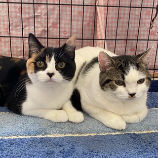 ブリ✖️スコの兄妹ノア＆ルナ