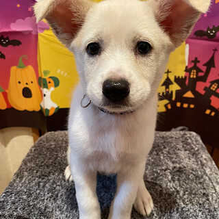 マロン　女の子