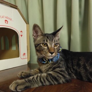 ゴロゴロの甘えた　おひざ大好きロキちゃん