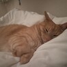 こすけママ