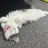 サラちゃん❤︎