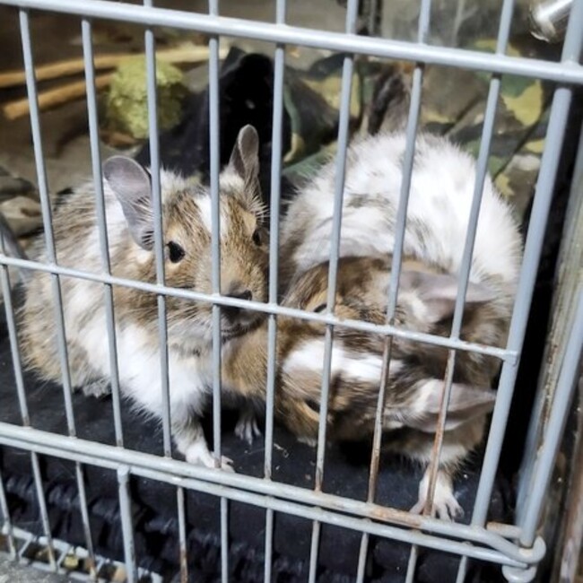 チロルチロのカバー写真