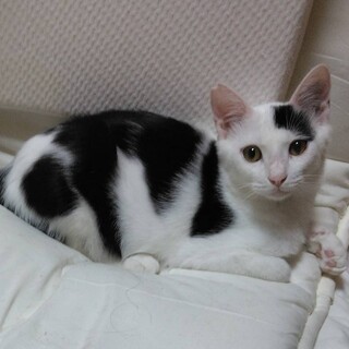 とても綺麗な　しんちゃんです