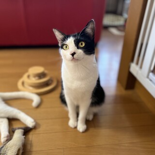 甘えんぼさんの貫(かん)くん