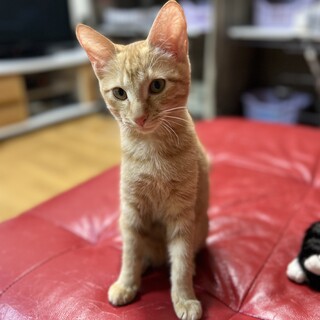 お転婆でツンデレなアネラ