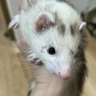 マーシャルフェレット女の子♀1歳