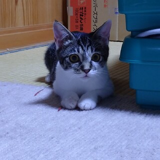 キジ白ビーンズちゃん里親さん募集