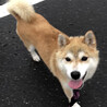 小さなシニア柴犬 サムネイル2