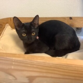 11ヶ月　黒猫　甘えん坊　もかちゃん
