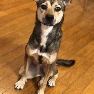 元野犬の可愛い優しい女の 山口県 犬の里親募集 4324 ペットのおうち 月間利用者150万人 元野犬の可愛い優しい女の 山口県 犬の里親募集 4324 ペットのおうち 月間利用者150万人