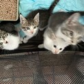 2カ月の姉妹猫2匹と兄弟猫2匹