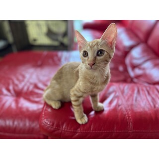 かぎしっぽのリロ