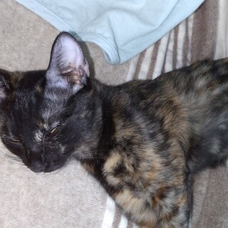 細身の身体に元気がいっぱい♀のサビ猫ちゃん