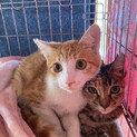 【里親様決定】仲良し兄妹♡むぎととら