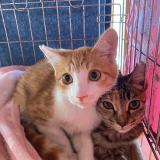 【里親様決定】仲良し兄妹♡むぎととら