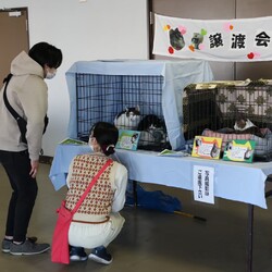 第２１回保護猫譲渡会in帝人会館 サムネイル3