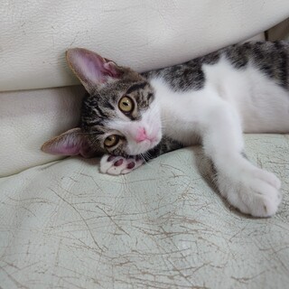 鼻チューしてくれる★そう君★ことねちゃんと一緒に