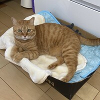 くうちゃん