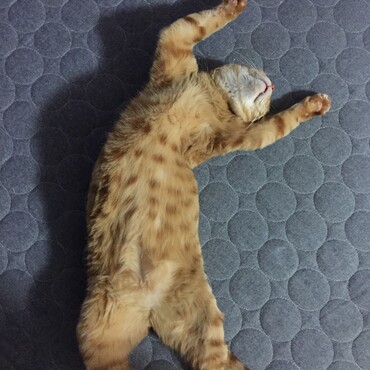 無防備な寝姿