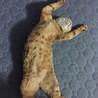 無防備な寝姿